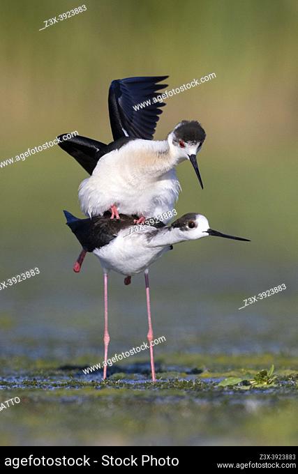 Black-winged Stilt (Himantopus himantopus), couple mating in a marsh, Campania, Italy