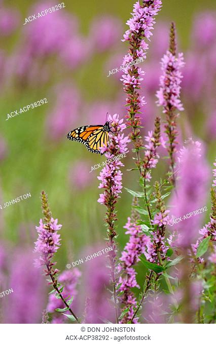 Monarch caterpillar Danaus plexippus Adult nectaring on purple loosestrife flowers
