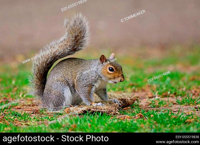 Portrait of a grey squirrel playing with a tuft of grass