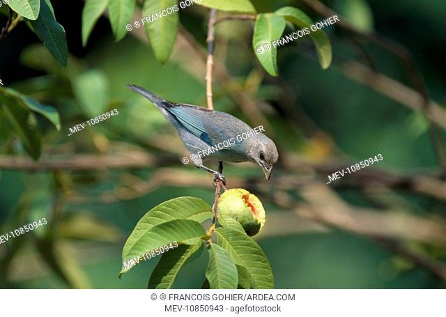 Blue-grey Tanager (Thraupis episcopus). Central & South America