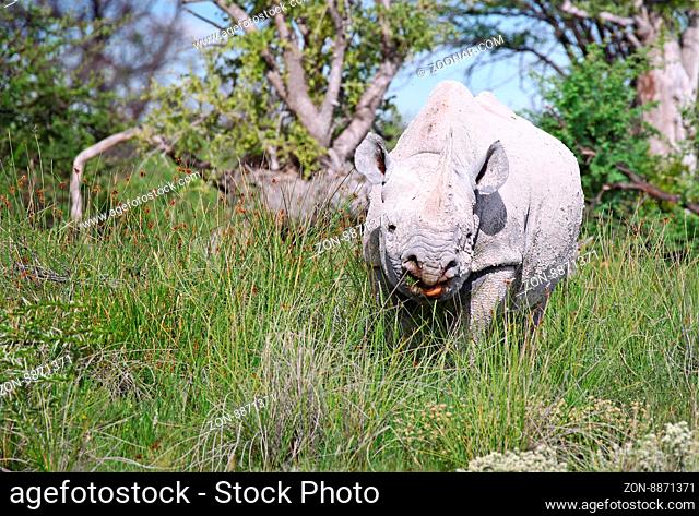 Spitzmaulnashorn, Etosha, Namibia; black rhinoceros, Diceros bicornis