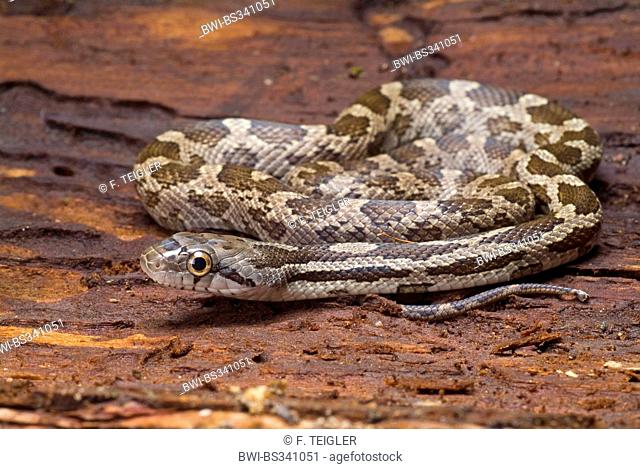 Grey Rat Snake (Elaphe obsoleta spiloides, Pantherophis obsoletus spiloides), rolled-up