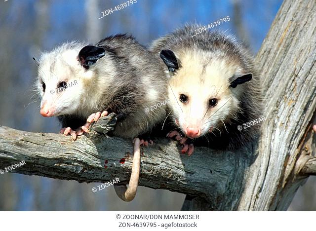 Opossum and baby (Didelphis marsupialis)