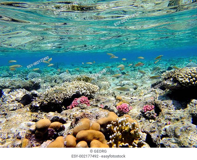 Underwater scene in Red sea 3