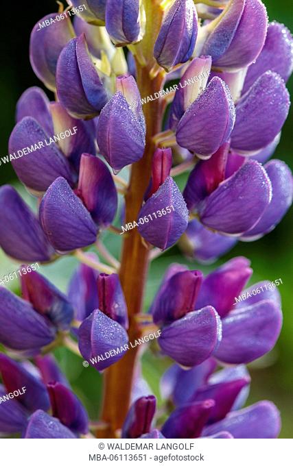 blossoms of lupines, detail, close up