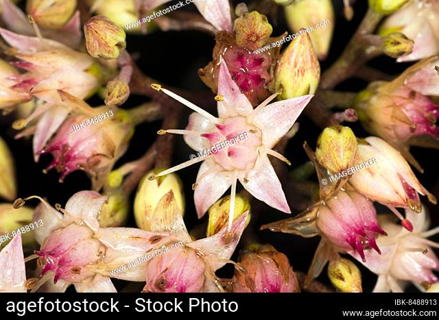 Showy stonecrop (Hylotelephium spectabile), Berlin, Germany, Europe