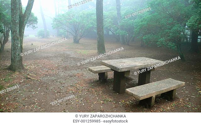 wooden bench in misty park