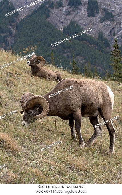 Grazing Ram bighorn sheep (Ovis canadensis), Jasper National Park, Alberta, Canada