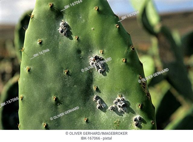 Dyeing lice Cochineal (Dactylopius coccus, Coccus cacti), Lanzarote Island, Canary Islands, Spain, Europe
