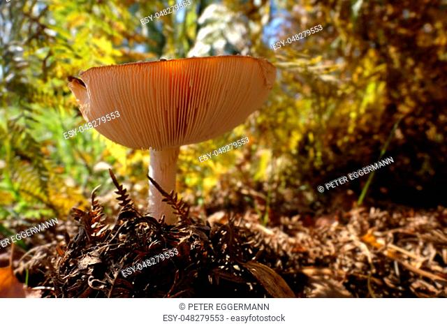 Fly agaric with light-flooded mushroom hat - shot with a view under the mushroom hat - detailed shot