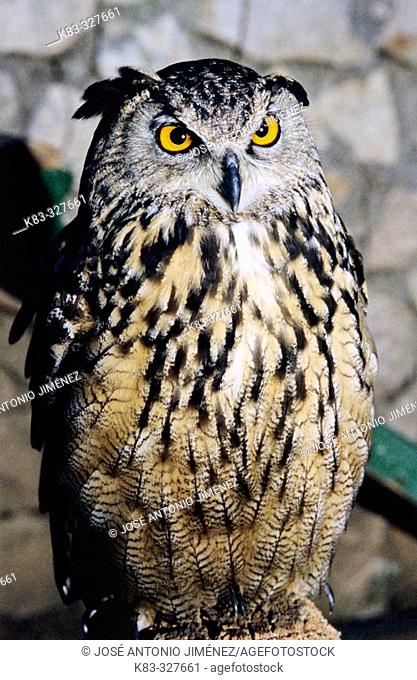 Bengal Eagle Owl (Bubo bubo bengalensis)