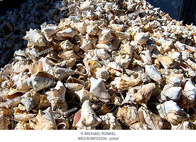 Full frame shot of conch shells at farm, Providenciales, Turks And Caicos Islands