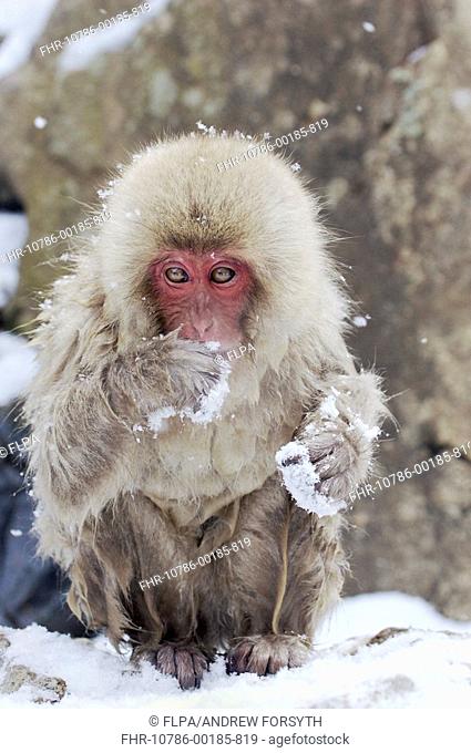 Japanese Macaque Macaca fuscata juvenile, feeding in snow, Jigokudani, Honshu, Japan