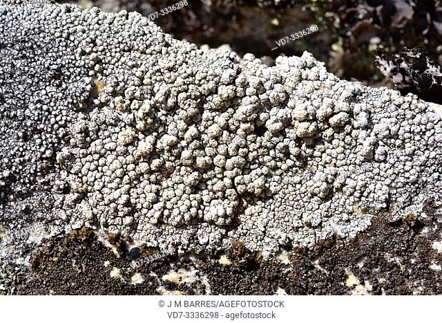 Pertusaria amara is a crustose lichen with soralia. This photo was taken in Arribes del Duero Natural Park, Zamora province, Castilla-Leon, Spain