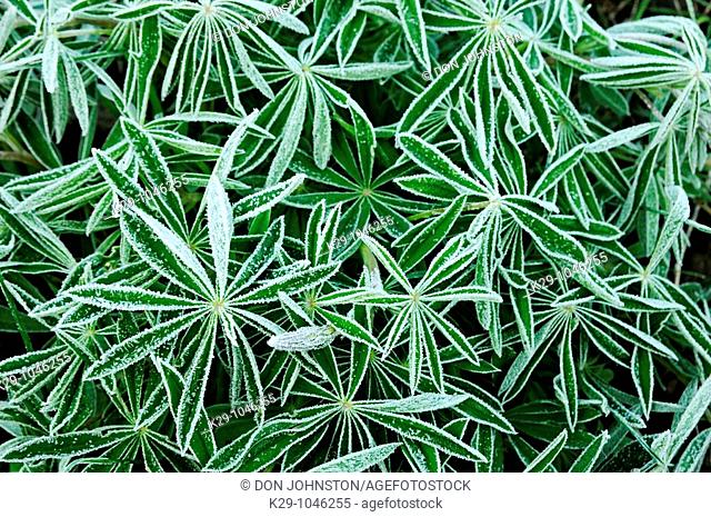 Frosted lupine leaves