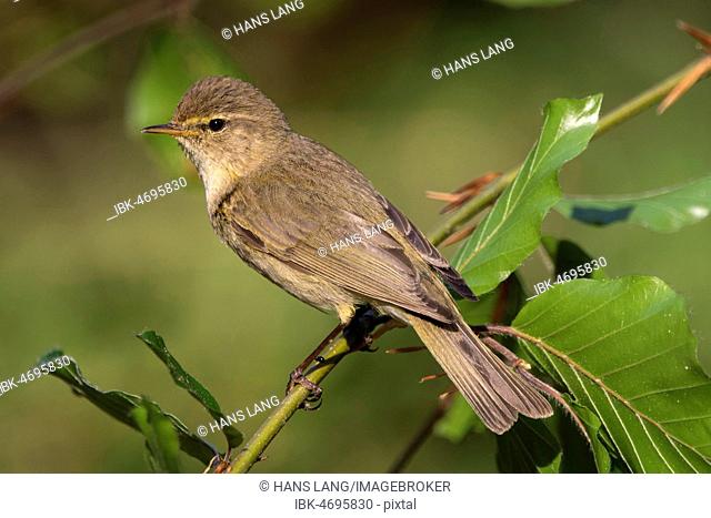 Common chiffchaff (Phylloscopus collybita) sits on branch, Baden-Württemberg, Germany