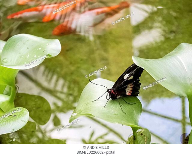 Butterfly on leaf over Koi pond