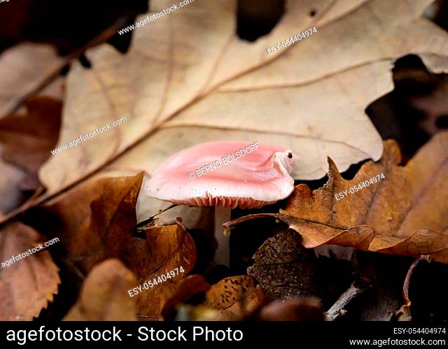 a mushroom in autumn, found in the forest
