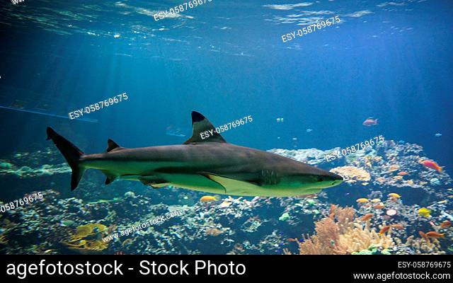 shark swimming in front of coral reef Traveling Germany