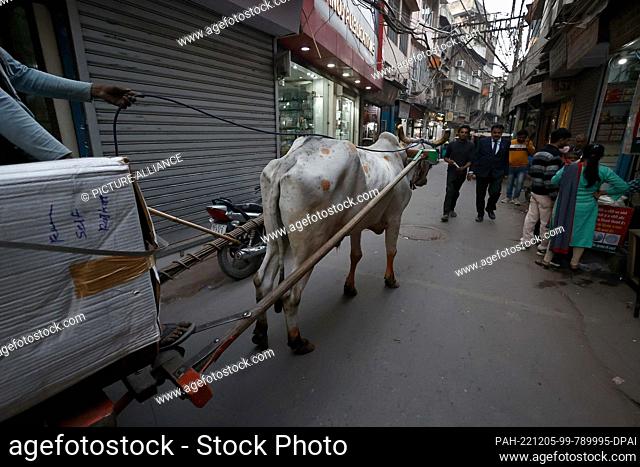 05 December 2022, India, Neu Delhi: A man leads a cow in front of a cart in an alley in Chadni Chowk, the old city of Delhi