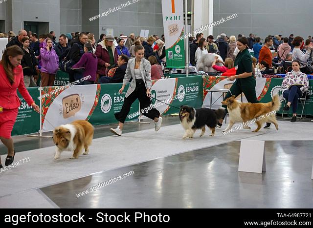 RUSSIA, MOSCOW REGION - NOVEMBER 19, 2023: Owners with Shetland Sheepdogs at the Eurasia Dog Show 2023 at the Crocus Expo International Exhibition Centre in...