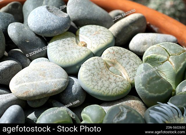 Lebende Steine; Lithops summitatum;