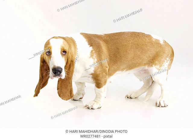 Dog Basset Hound female posing on white background