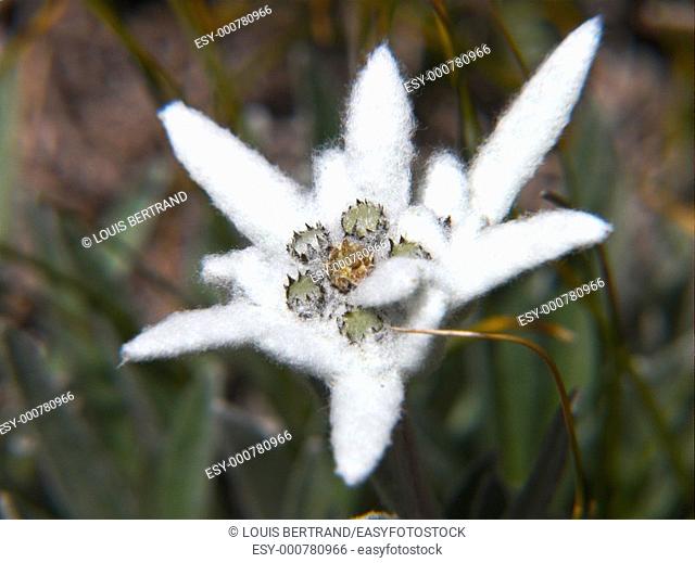leontopodium alpinum, val d'orgeres, la thuile, aoste, italile