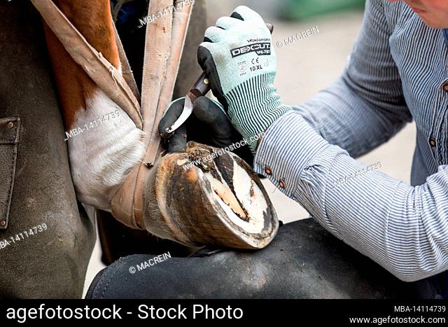 farrier shoeing a horse, celle, lower saxony, germany