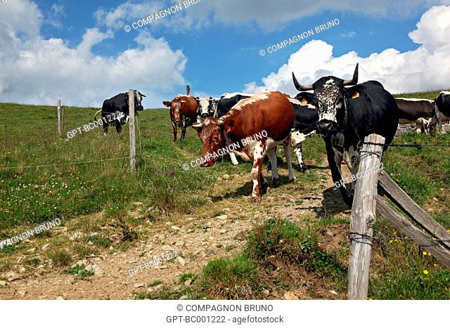 VOSGIENNE COW, THE CREST ROAD, BALLONS DES VOSGES REGIONAL NATURE PARK, (68) HAUT-RHIN, ALSACE HAUT-RHIN, ALSACE, FRANCE