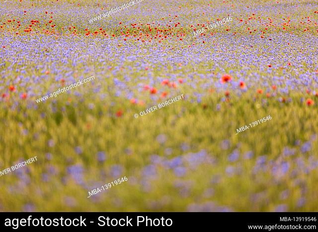 Germany, Mecklenburg-Western Pomerania, field with poppies and cornflowers