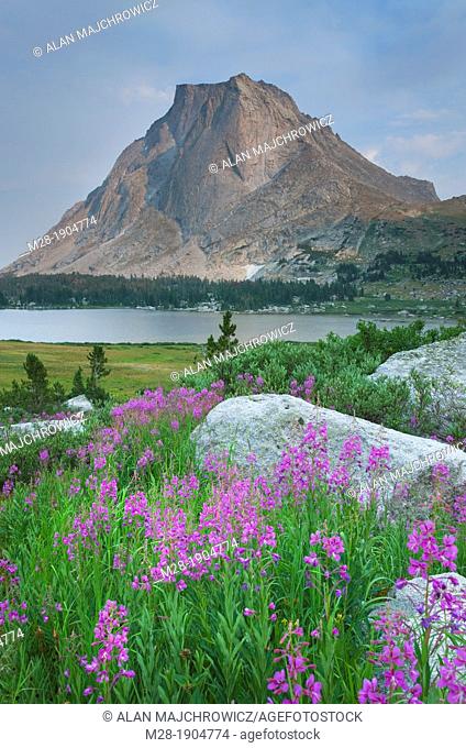 Mitchell Peak with Fireweed in foreground, Cirque of the Towers Popo Agie Wilderness, Wind River Range Wyoming