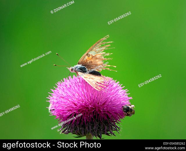 bristlethistle (Carduus) as a good honey plant and butterfly, wild bees and bumblebees collect nectar