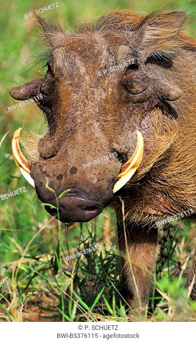common warthog, savanna warthog (Phacochoerus africanus), portrait, South Africa, Addo Elephant National Park