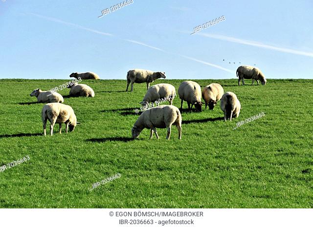 Sheep on a dyke near Husum, Schleswig-Holstein, Germany, Europe