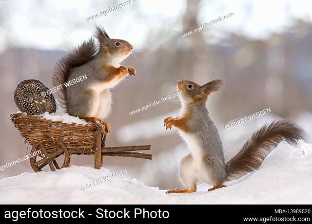 red squirrels on an wheelbarrow with eggs
