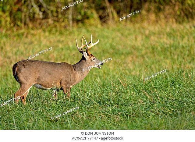 Stag white-tailed deer (Odocoileus virginianus) in Cades Cove with autumn antlers, Great Smoky Mountains NP, Tennessee, USA