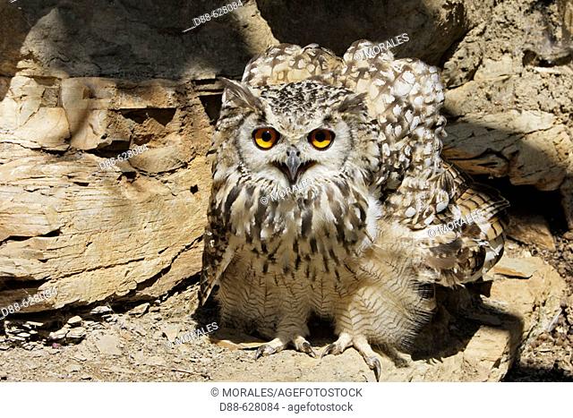 Bengal Eagle Owl (bubo bengalensis)