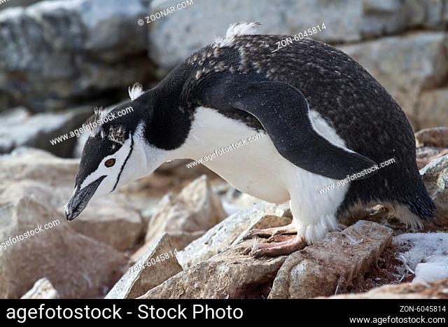 Antarctic penguin who molts near the nest in colonies on the Antarctic island