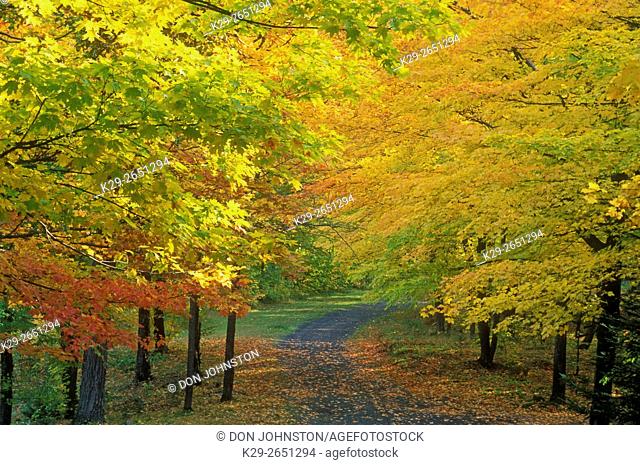 Autumn foliage and cottage road, near Mindemoya, Manitoulin Island, Ontario, Canada