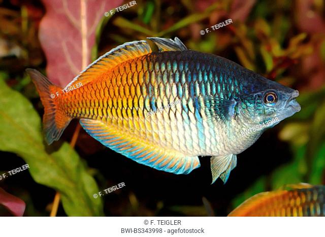 Boeseman's rainbowfish, Boesemani rainbowfish (Melanotaenia boesemani), full length portrait
