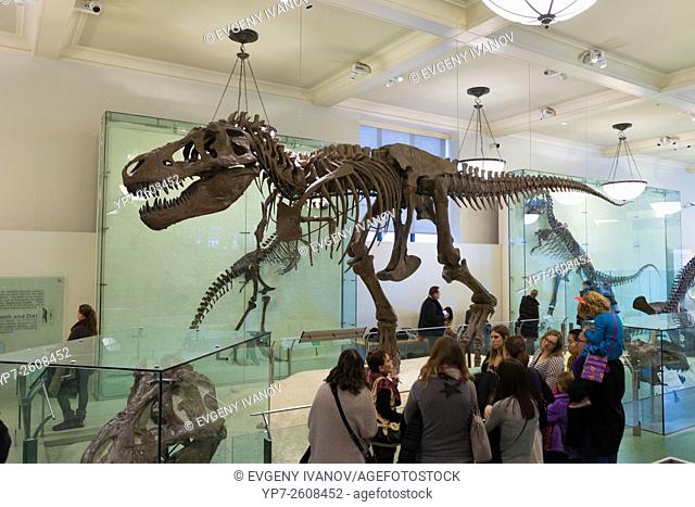 Skeleton of Tyrannosaurus rex in American Museum of Natural History New York City