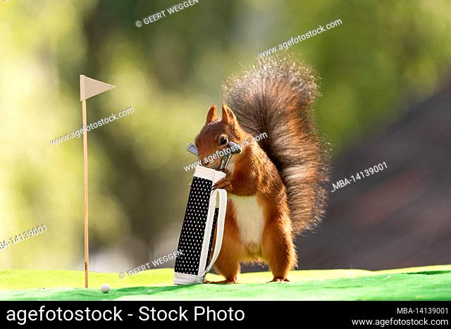 red squirrel is taking out a golf club from a golf bag