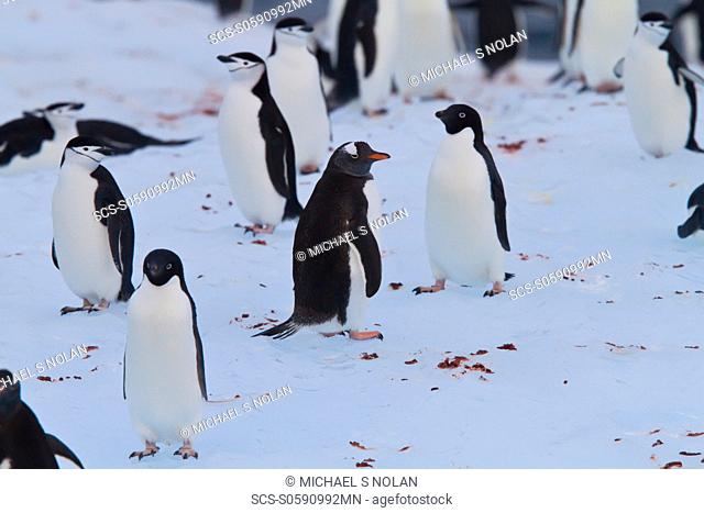 Three species of brushtail penguins gentoo, Adelie, and chinstrap all together on an iceberg in the Weddell Sea, on the eastern side of the Antarctic Peninsula...