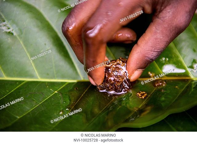 Life of Bayaka Pygmies in the equatorial rainforest, Central African Republic, Africa