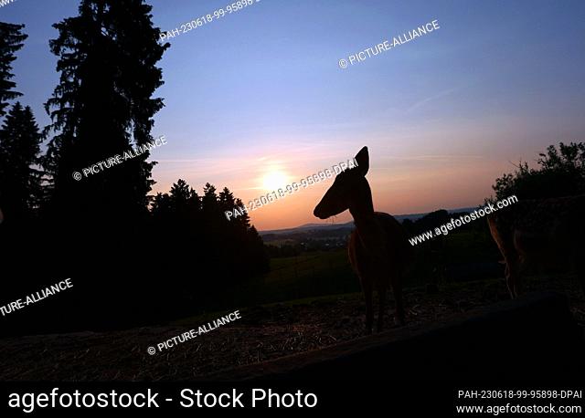 18 June 2023, Bavaria, Bernbeuren: A deer stands in a game preserve in the sunrise. Photo: Karl-Josef Hildenbrand/dpa. - Bernbeuren/Bavaria/Germany