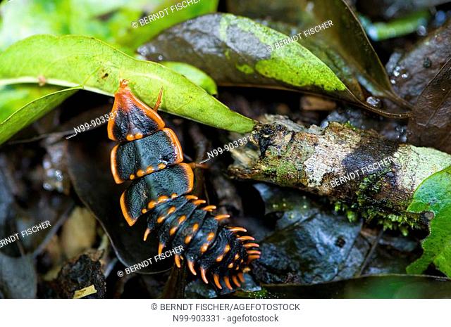 Trilobyte beetle Duliticola paradoxa cloud forest Kinabalu National Park Sabah Borneo Malaysia