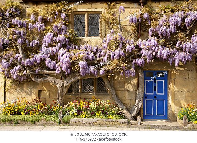 Wisteria covered Cottage, Broadway, Cotswolds, England