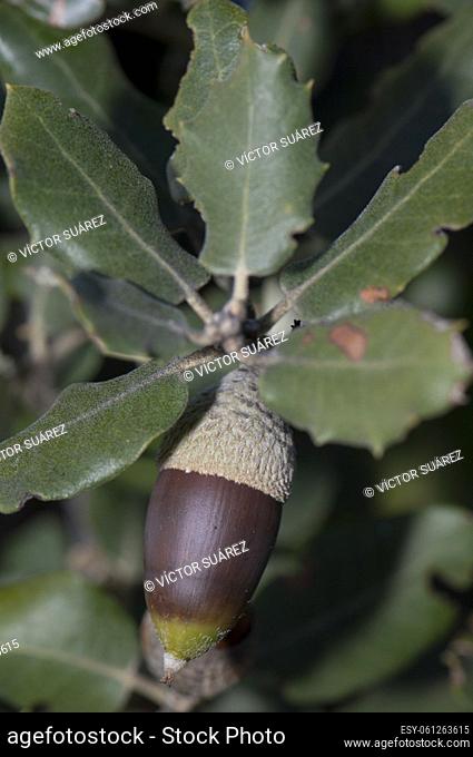 Acorn on a evergreen oak (Quercus ilex). Pyrenees. Huesca. Aragon. Spain