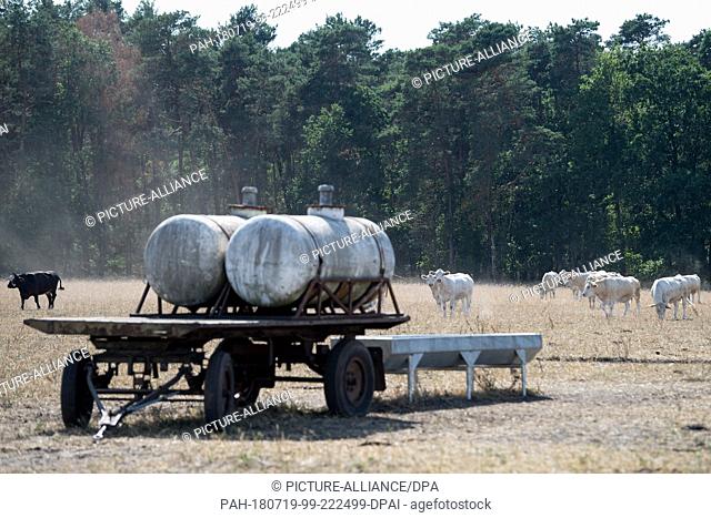 18 July 2018, Germany, Wildenhain: A water dispenser for the cows of the Agrarprodukte eG cattle raisers' group in a dry meadow